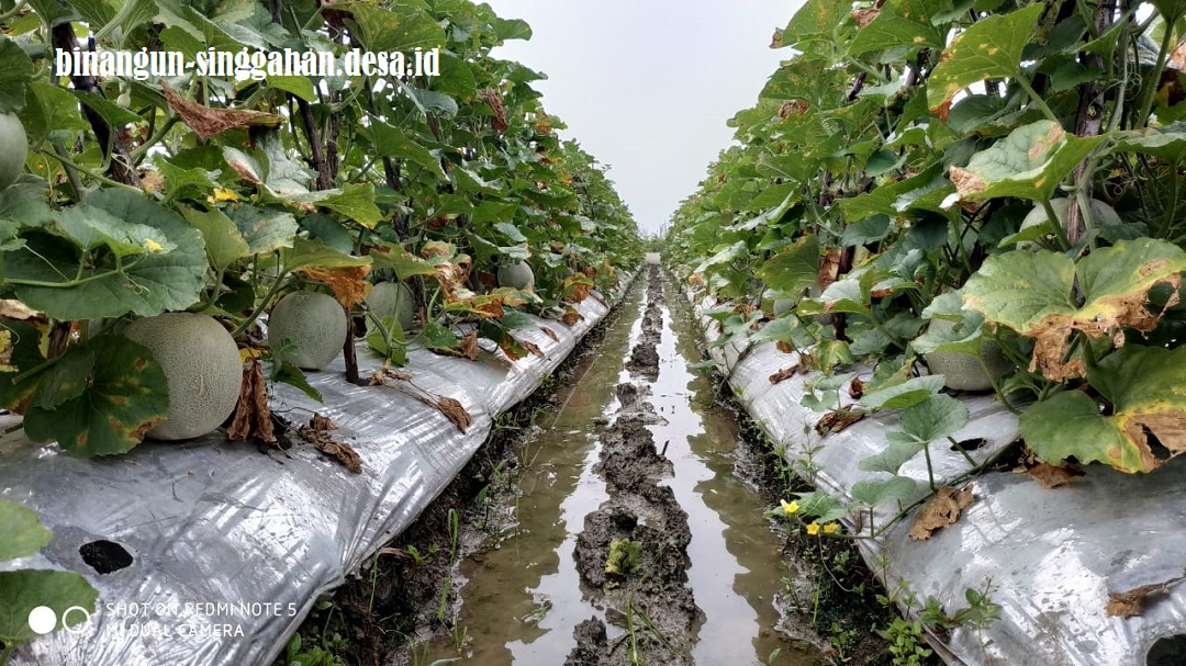 Varietas Buah Melon Dalam Deretan Daftar Produk Pertanian Desa Binangun Yang Heterogen